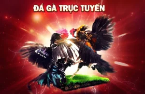 Mẹo Thắng Lớn Cách Chơi Đá Gà GA28 Tại 6623 Cho Cược Thủ